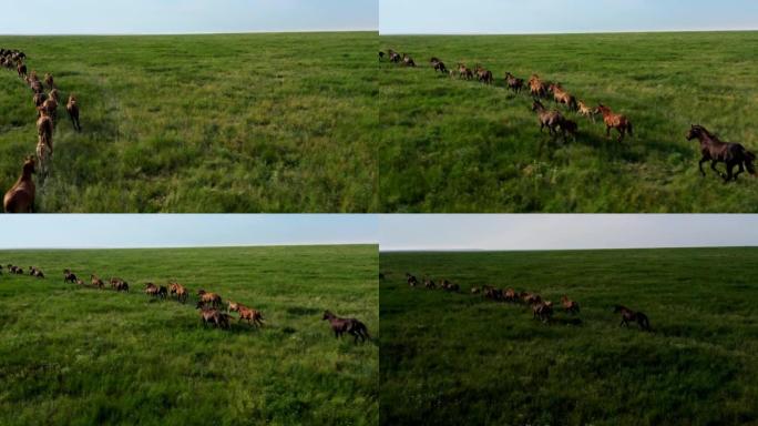 野马奔跑，野马在美丽的绿草上奔跑，蹄下的灰尘。马群，野马在草原上奔跑。4K 10位彩色视频