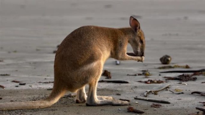 在海滩上觅食的袋鼠:澳大利亚北部