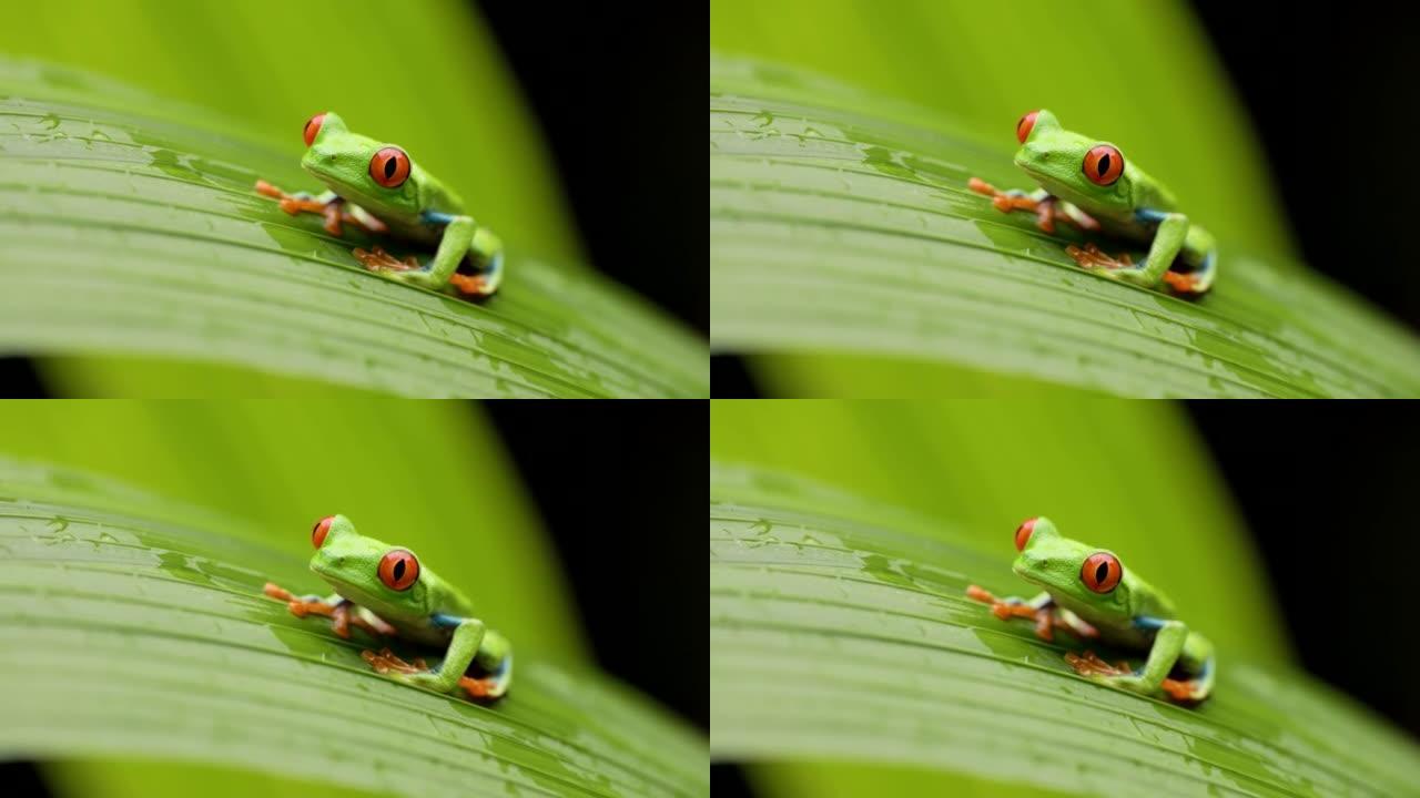 哥斯达黎加大叶上红眼树蛙的前视图