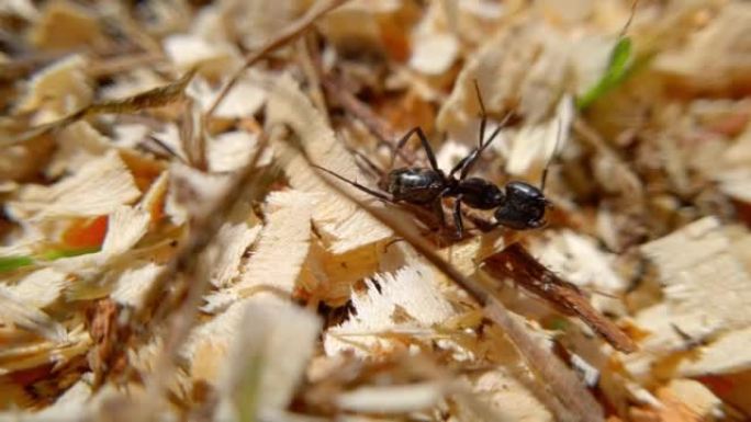 在树上爬行的大黑蚂蚁，小昆虫