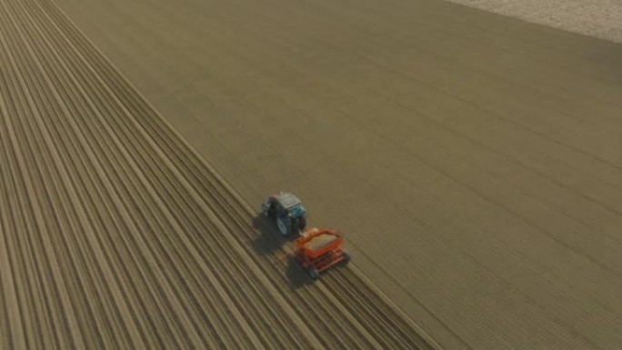 拖拉机在准备好的土壤中种植种薯以种植农作物