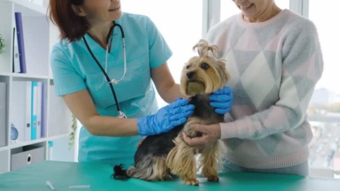 兽医检查约克夏梗犬