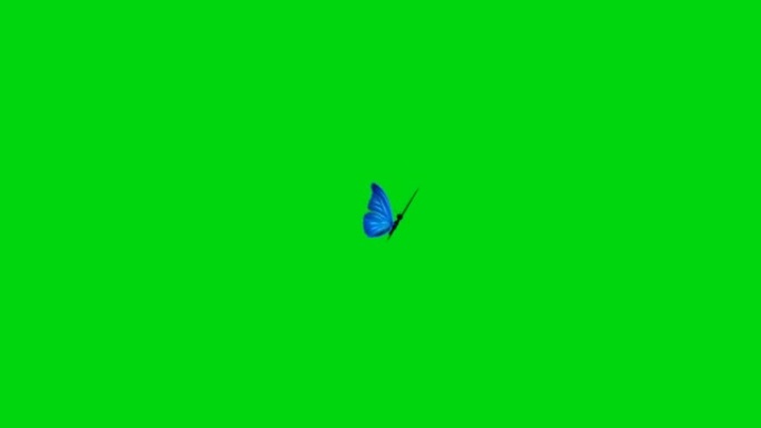 蝴蝶坐在绿色屏幕上