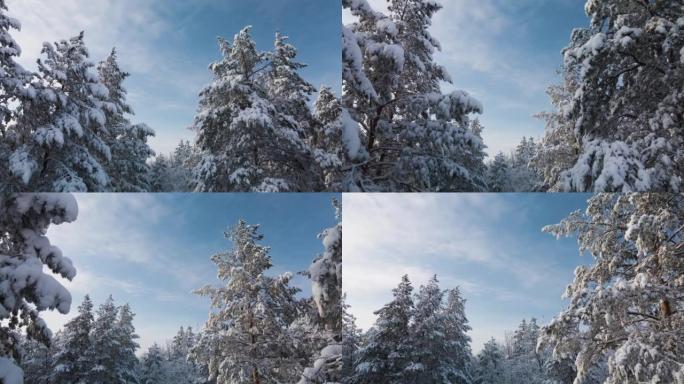 雪中的松雪树枝