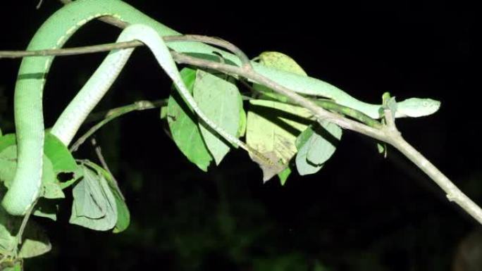 两条纹森林pitviper (Bothriopsis bilineata) 引人注目