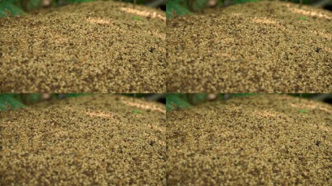 切叶蚁把一簇簇的泥土带出蚁群。