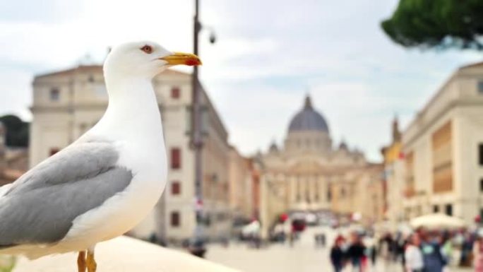 在梵蒂冈城的背景下，与圣彼得大教堂和步行的人在一起的海鸥的近景