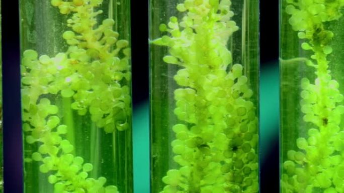 藻类燃料生物燃料工业实验室研究化石藻类燃料或藻类生物燃料的替代品。