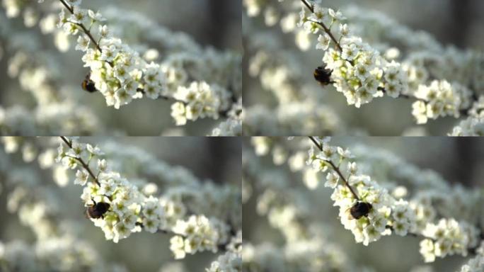 可爱的小大黄蜂从盛开的白色杏花中收集花粉。