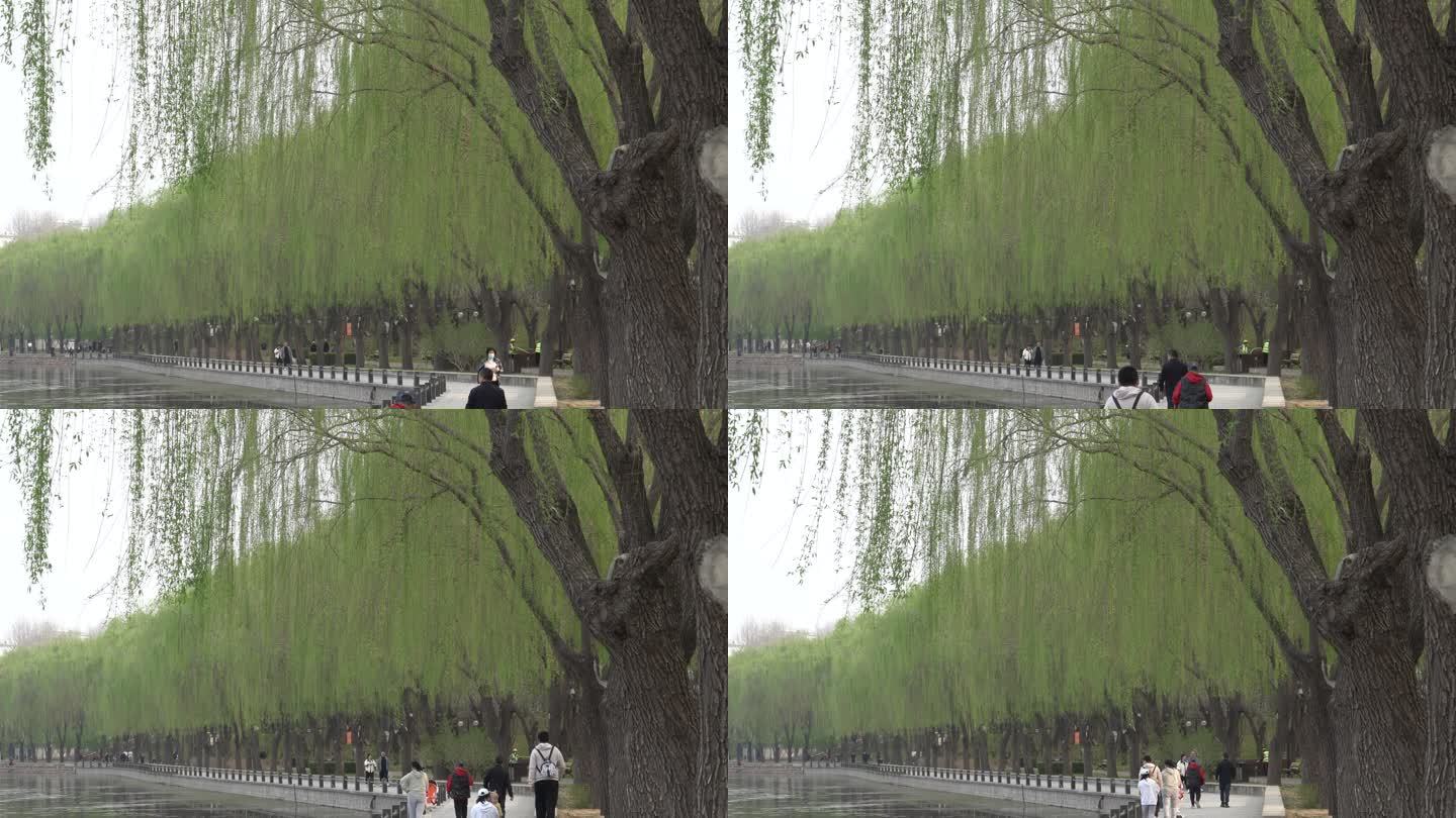 春光明媚杨柳依依人们在沿河公园休闲健身