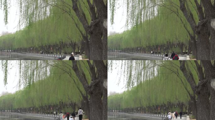 春光明媚杨柳依依人们在沿河公园休闲健身