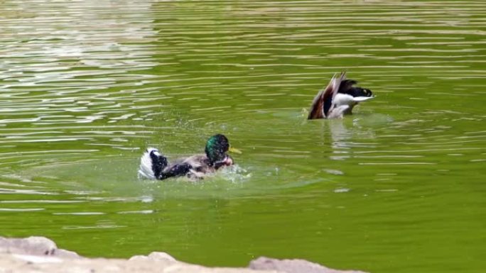 漂浮在湖中的野鸭群