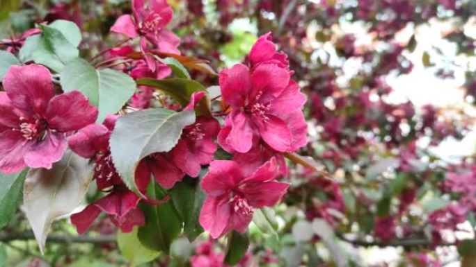 奇妙的苹果树盛开红花，是一种观赏植物
