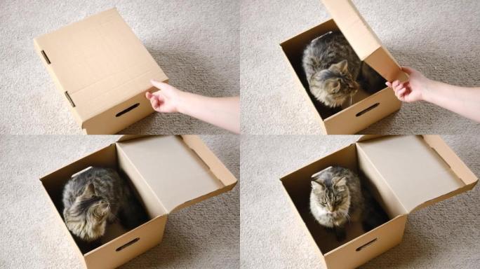 女人在地板地毯背景上打开一个装有宠物的盒子。可爱的灰色虎斑猫在纸板箱在家里的地板。猫看着裂开的纸板箱