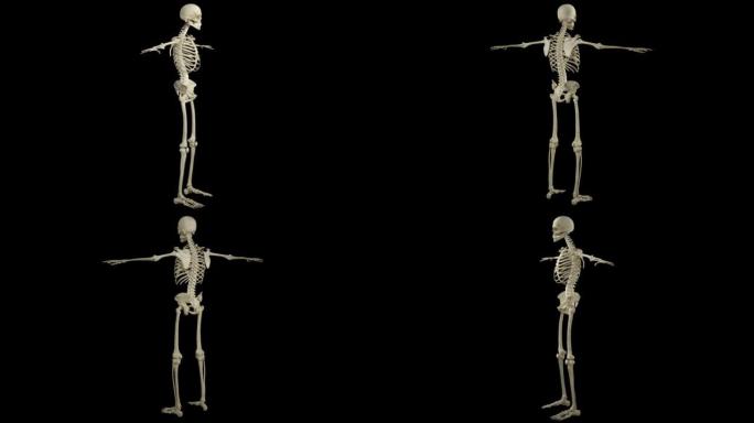 显示人体骨骼系统的3d动画