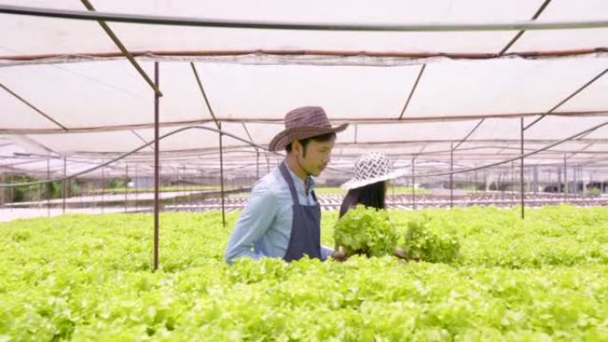 4K 50fps亚洲夫妇拥有水培农场使用不含化学物质的水。出售前去检查绿叶蔬菜的质量。男人和女人在蔬