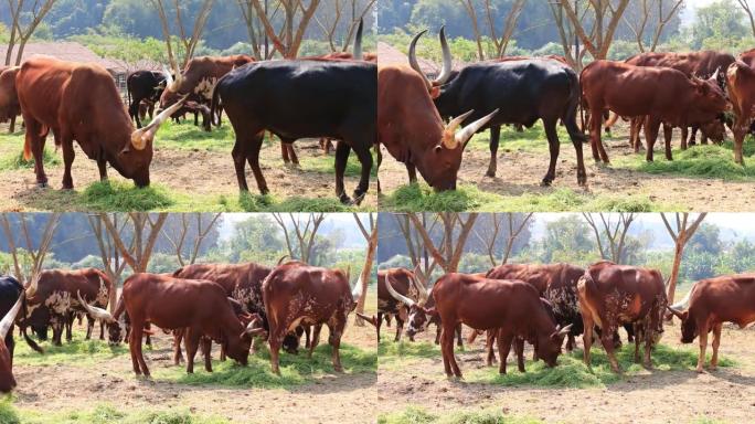 瓦图西牛群 (Ankole-Watusi) 在畜牧场吃草