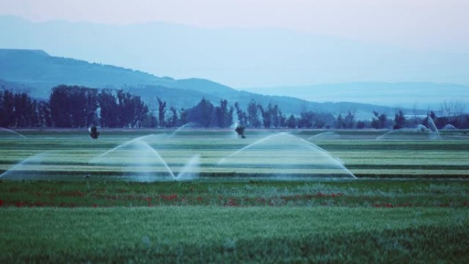 田间灌溉喷淋系统在农田上的农作物上浇水