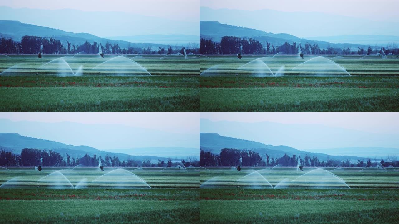 田间灌溉喷淋系统在农田上的农作物上浇水