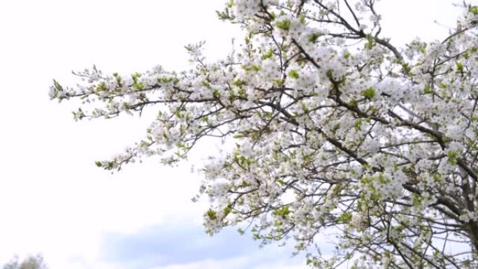 盛开的樱桃树，随风而行。精致的白花