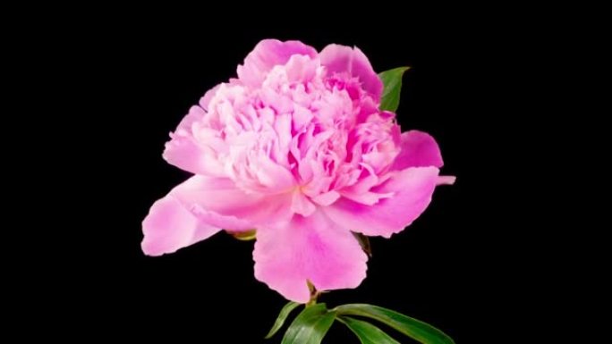 打开美丽的粉红色牡丹花的时光流逝