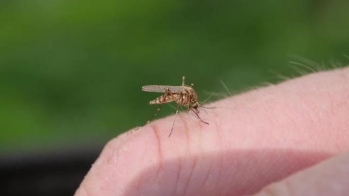 蚊子吸血在人的手上