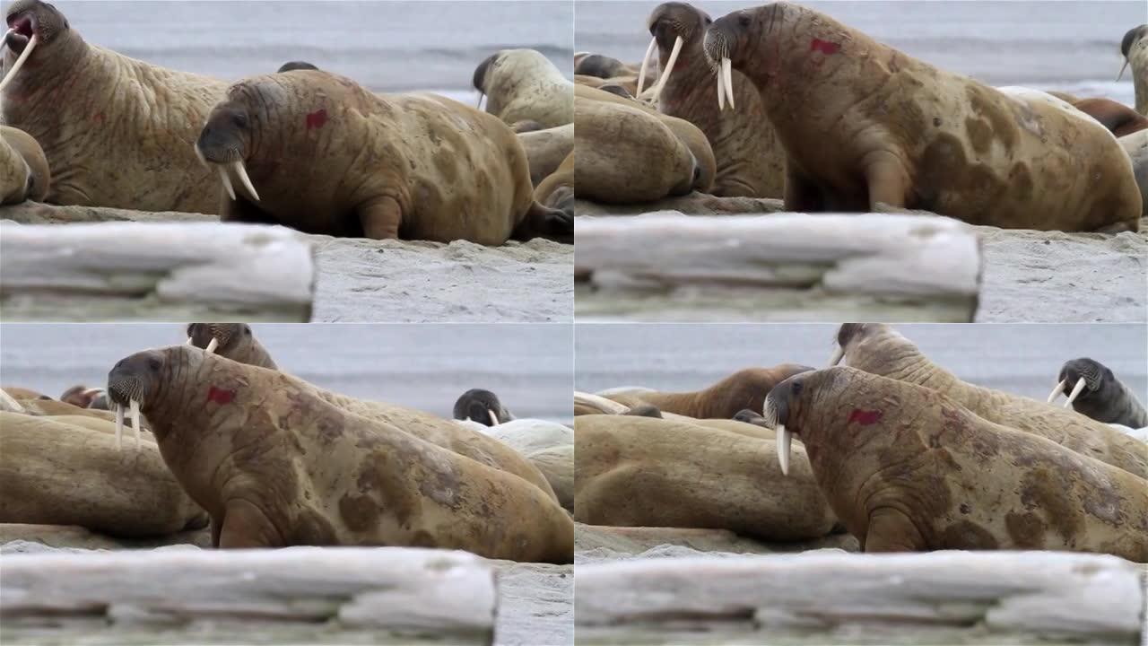 斯瓦尔巴群岛附近的海象受伤