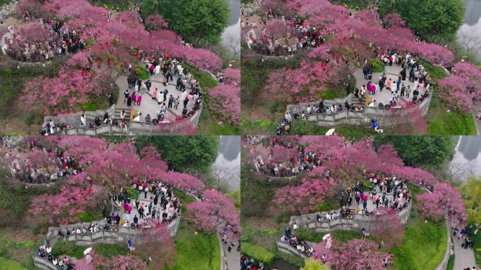 九龙坡彩云湖湿地公园春梅航拍