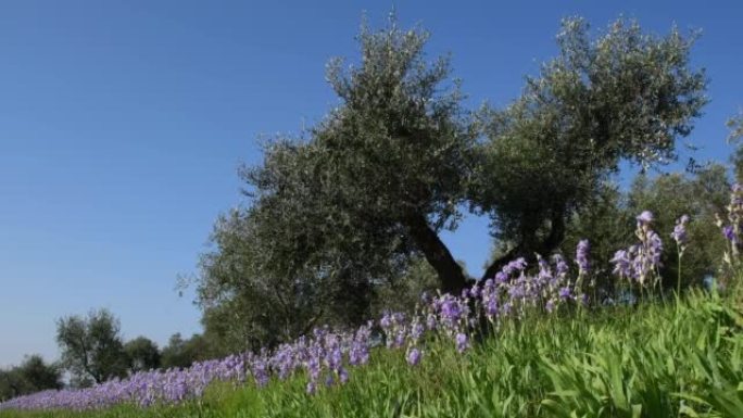 美丽盛开的鸢尾花，橄榄树在风中摇曳，在托斯卡纳的基安蒂地区蓝天。鸢尾 (iris Pallida)，