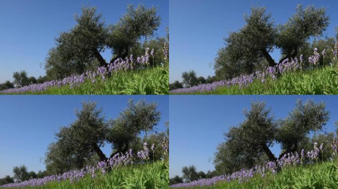 美丽盛开的鸢尾花，橄榄树在风中摇曳，在托斯卡纳的基安蒂地区蓝天。鸢尾 (iris Pallida)，