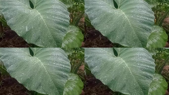芋头叶子上的雨滴