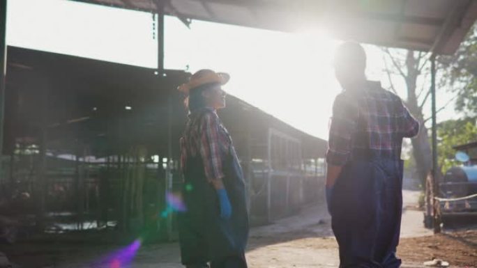 女性和男性农民沿着排走，检查谷仓里的牲畜。