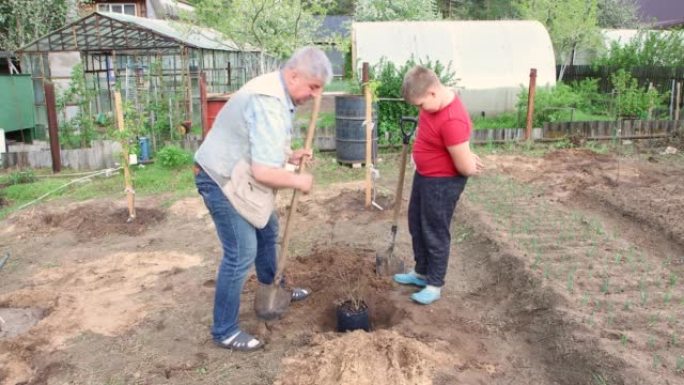 父子俩正在种下一棵果树，一个幸福的家庭在一起工作。