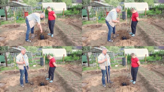 父子俩正在种下一棵果树，一个幸福的家庭在一起工作。