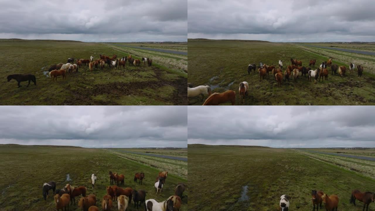 美丽的冰岛马在田野里跑来跑去。