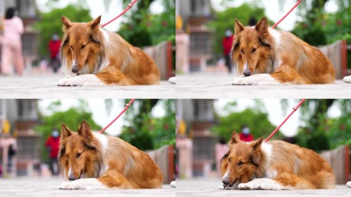 苏格兰牧羊犬的肖像躺在路中间，咬着羽毛球的羽毛，可爱的粗糙牧羊犬，4k镜头慢动作。