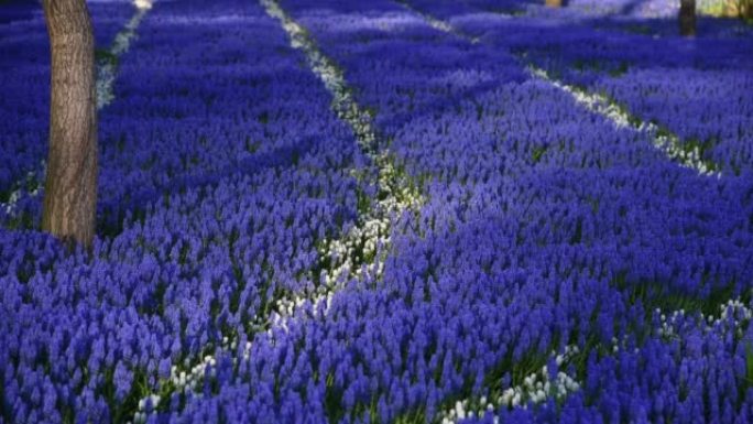 蓝色麝香花背景