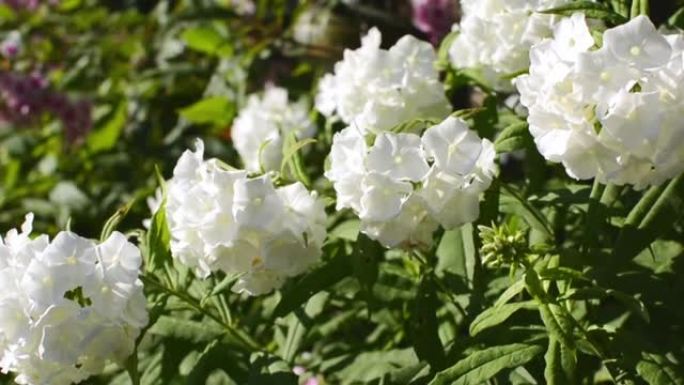 美丽的白色夏夹竹桃花在花园里。特写视图