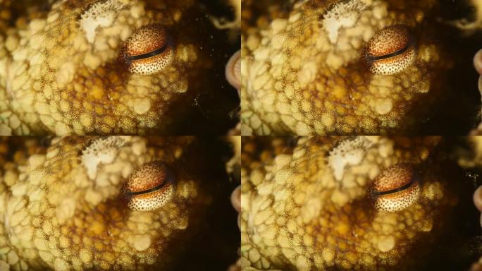 章鱼眼水下特写详细海洋风景水下生物头孢类