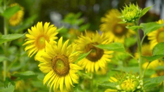 自然视频微距镜头特写向日葵晴好天气日