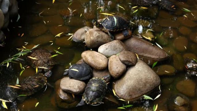 拍摄一群在岩石上休息的海龟。