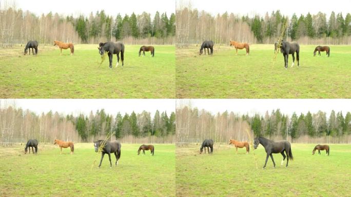 马在绿色的草地上吃草，