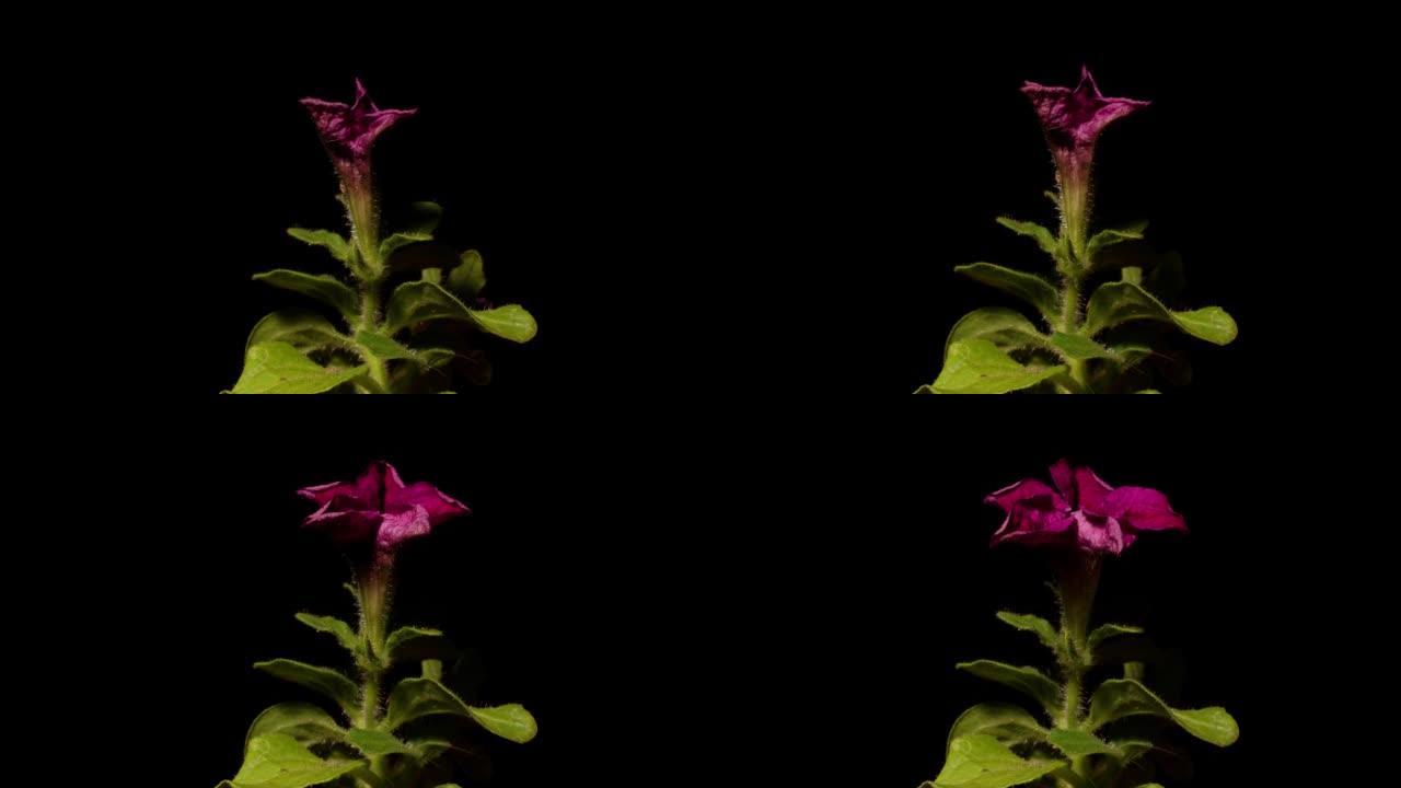 生长的红色矮牵牛杂种花从芽到盛开的时间流逝。春天的花矮牵牛开花孤立在黑色背景上，4k视频工作室拍摄。