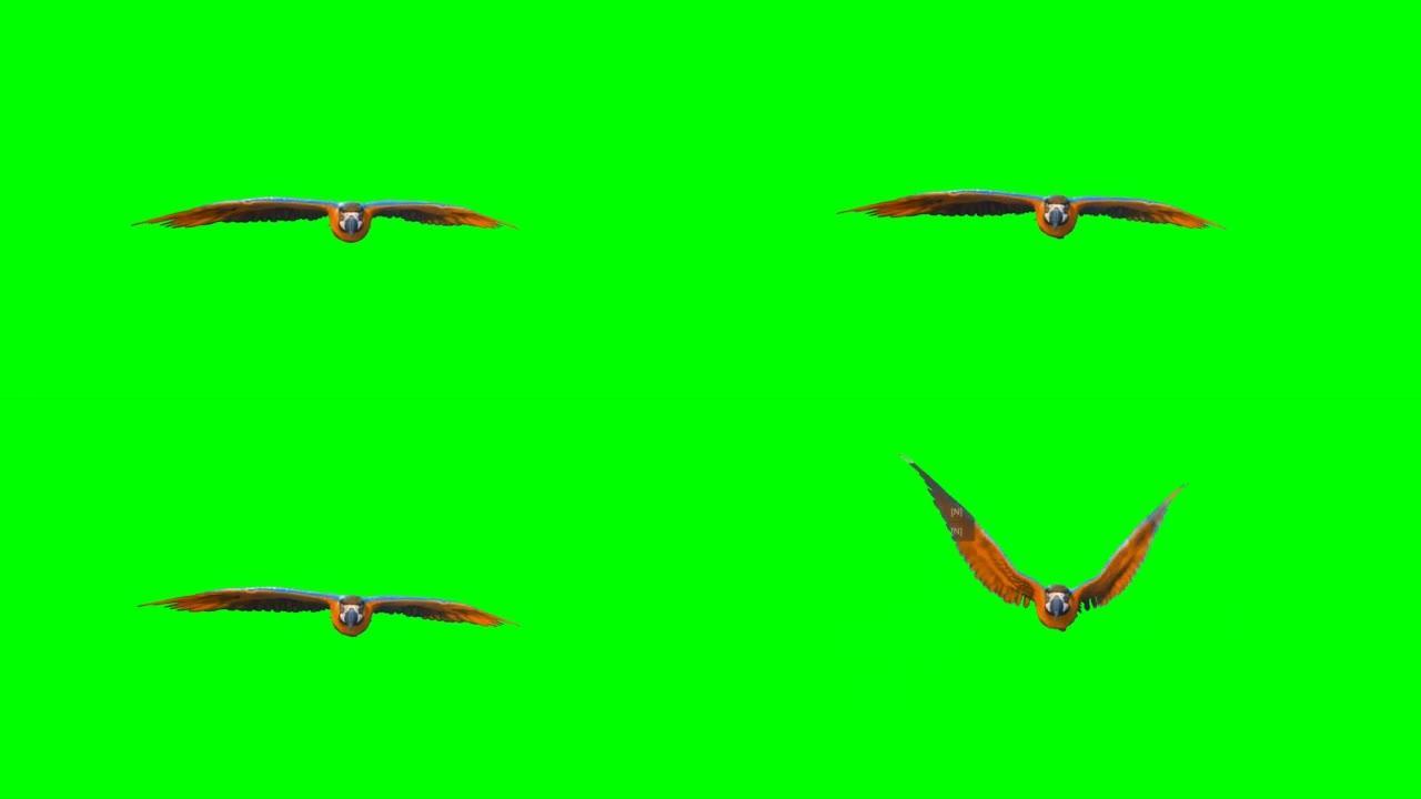 鹦鹉在绿色屏幕上飞行