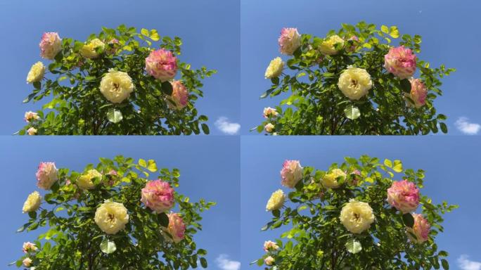 夏日晴天，美丽的玫瑰在蓝天下。