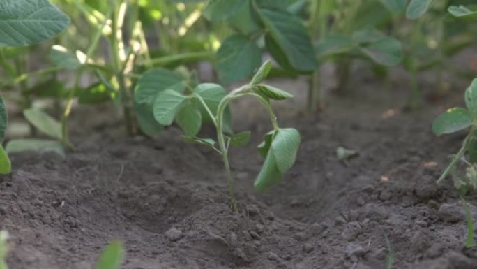 青豆在农民的田里，产量高。生态地球保护理念。