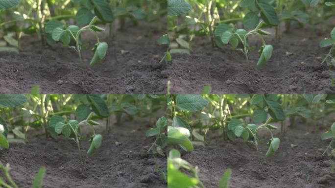 青豆在农民的田里，产量高。生态地球保护理念。