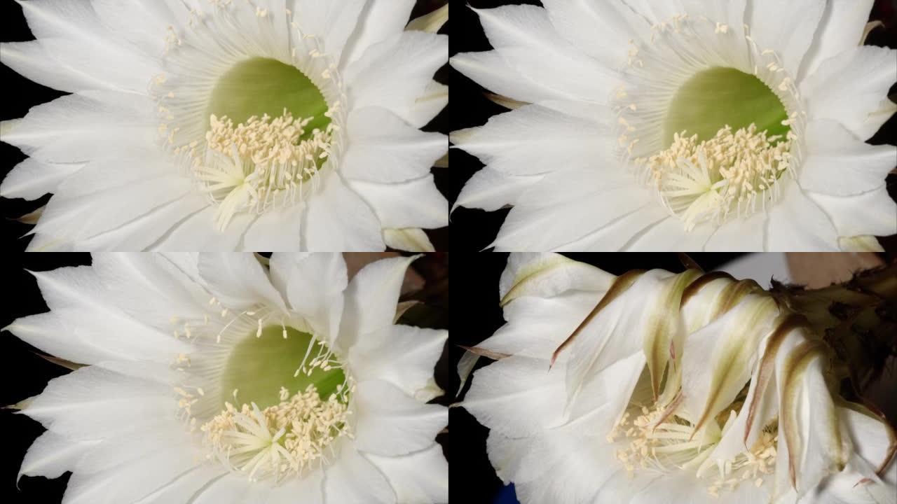 白色仙人掌花从盛开到枯萎的时间流逝。春天的花朵白色仙人掌枯萎在黑色背景上，4k视频工作室拍摄，特写镜