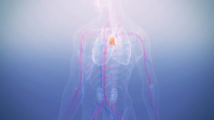 人体胸腺解剖学癌症脏器人体