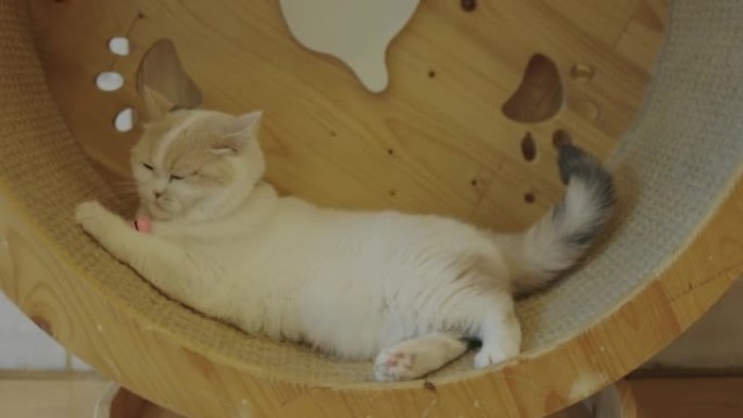 可爱的猫玩木轮猫玩具。